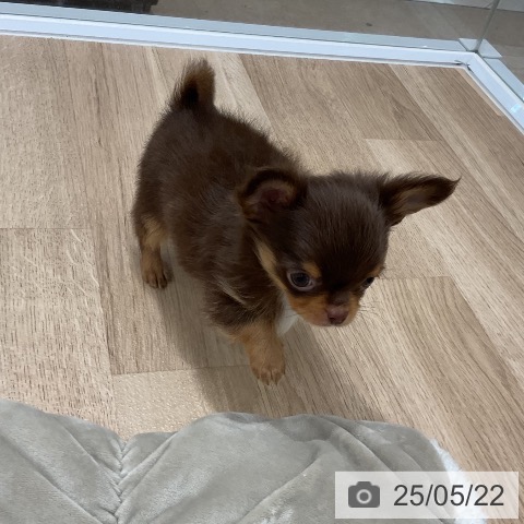 チワワの写真