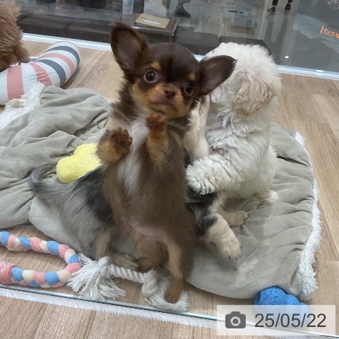 チワワの写真