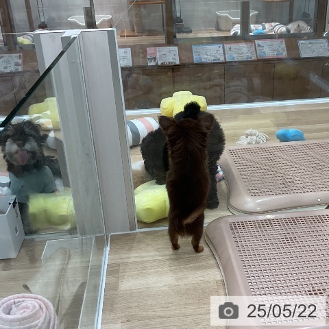 チワワの写真