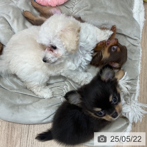 チワワの写真