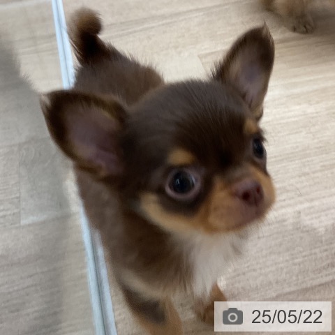 チワワの写真
