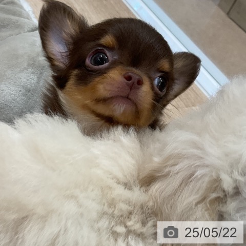 チワワの写真
