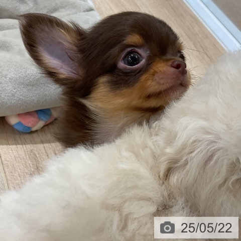 チワワの写真
