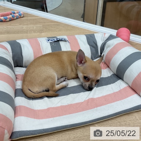 チワワの写真