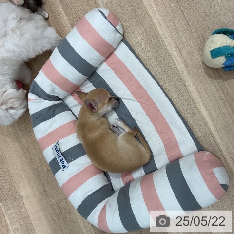 チワワの写真