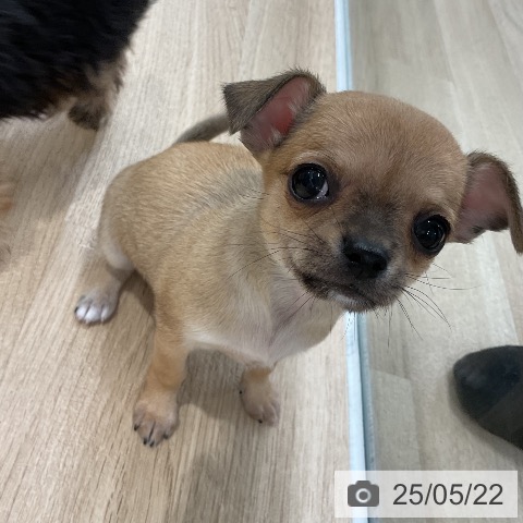 チワワの写真
