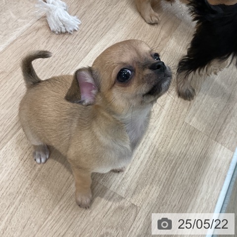 チワワの写真