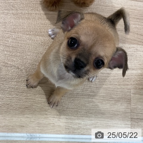 チワワの写真