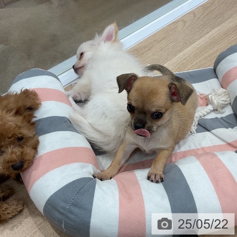 チワワの写真