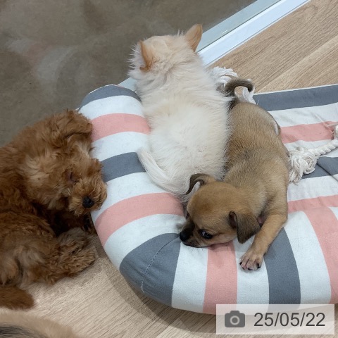 チワワの写真