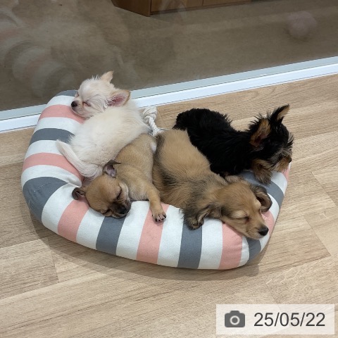 チワワの写真