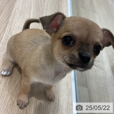 チワワの写真