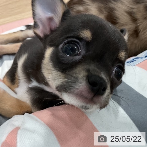 チワワの写真
