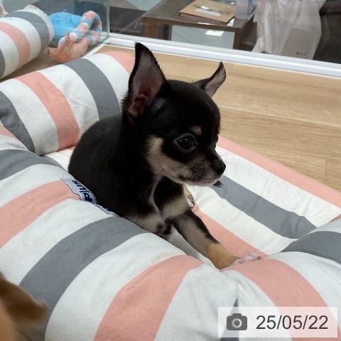 チワワの写真