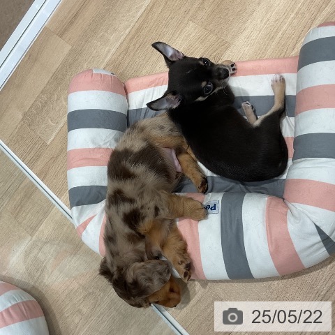 チワワの写真