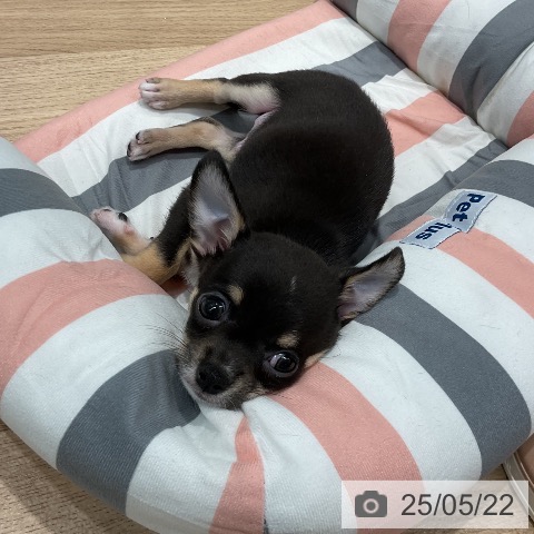 チワワの写真