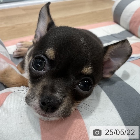 チワワの写真