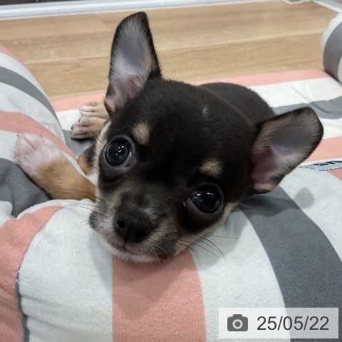 チワワの写真
