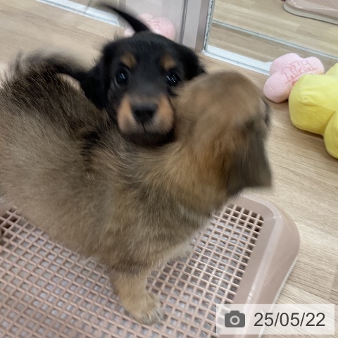 ミニチュア・ダックスフンドの写真
