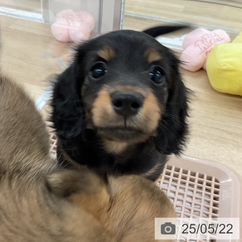 ミニチュア・ダックスフンドの写真