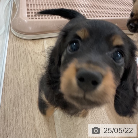 ミニチュア・ダックスフンドの写真