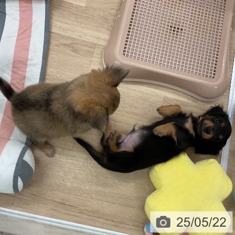 ミニチュア・ダックスフンドの写真