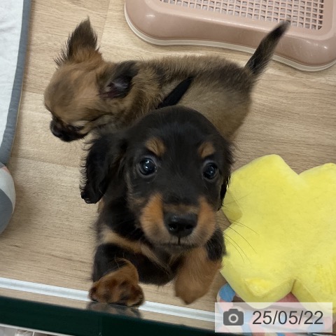 ミニチュア・ダックスフンドの写真