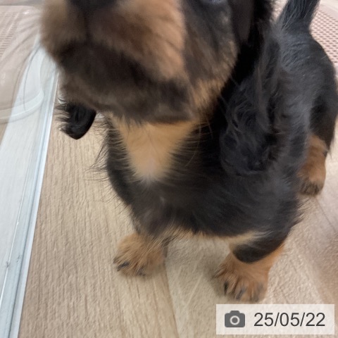 ミニチュア・ダックスフンドの写真