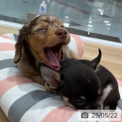 ミニチュア・ダックスフンドの写真