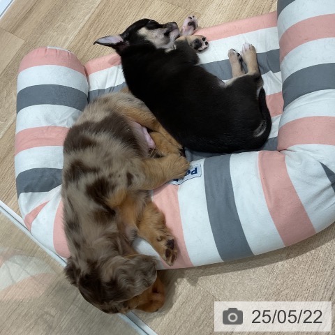 ミニチュア・ダックスフンドの写真