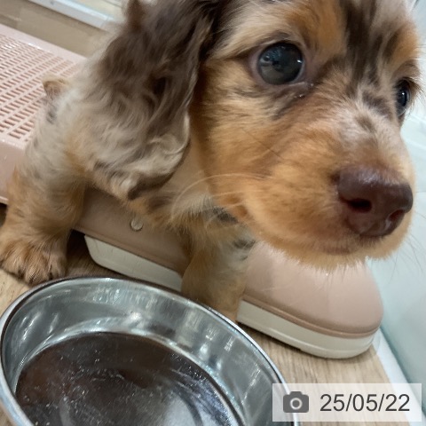 ミニチュア・ダックスフンドの写真