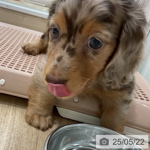 ミニチュア・ダックスフンドの写真