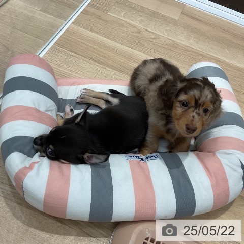 ミニチュア・ダックスフンドの写真