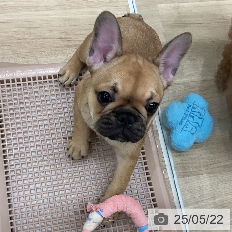 フレンチ・ブルドッグの写真