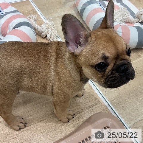 フレンチ・ブルドッグの写真