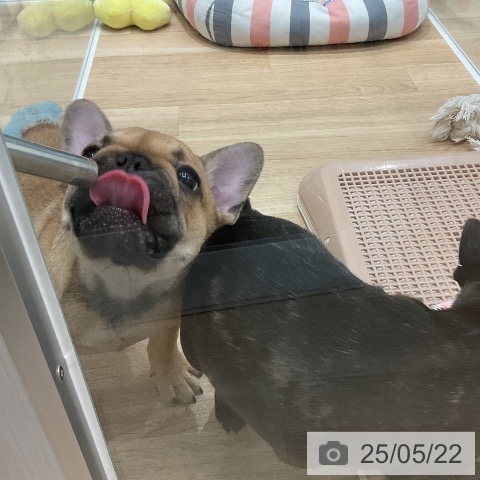 フレンチ・ブルドッグの写真
