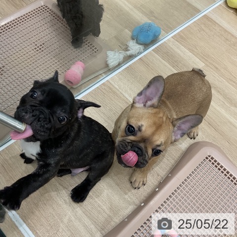 フレンチ・ブルドッグの写真