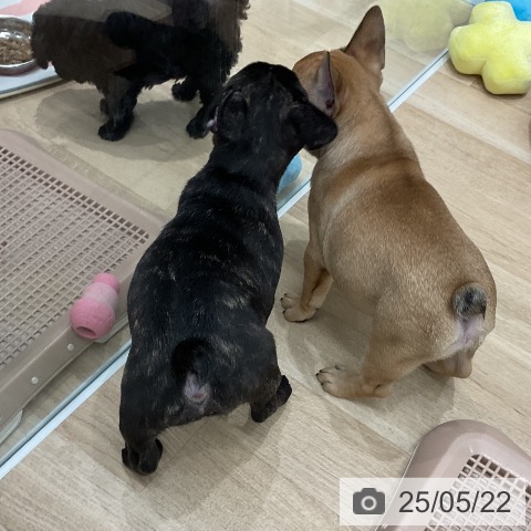 フレンチ・ブルドッグの写真