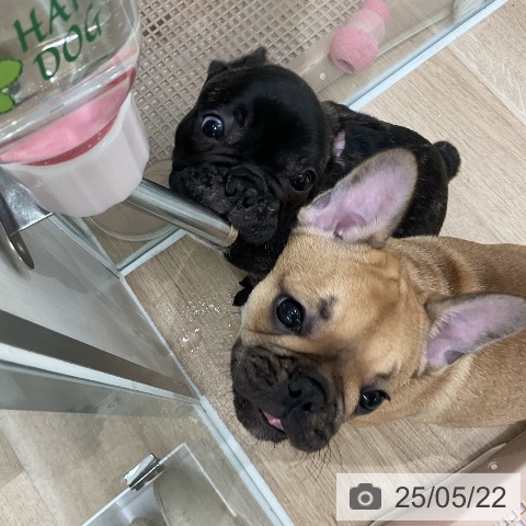 フレンチ・ブルドッグの写真
