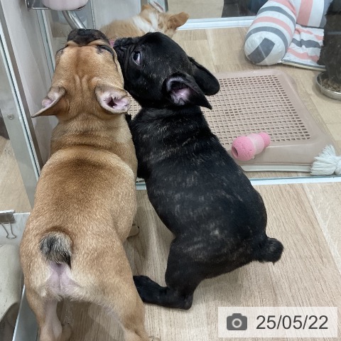 フレンチ・ブルドッグの写真