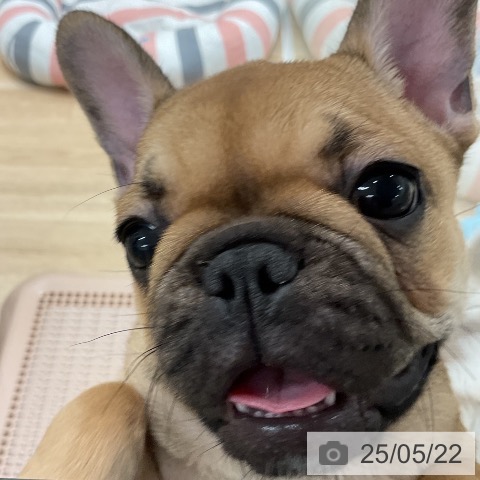 フレンチ・ブルドッグの写真