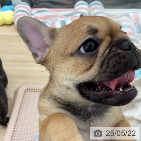 フレンチ・ブルドッグの写真