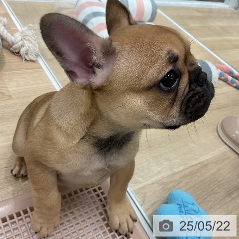 フレンチ・ブルドッグの写真