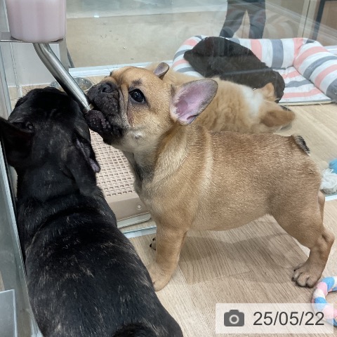 フレンチ・ブルドッグの写真