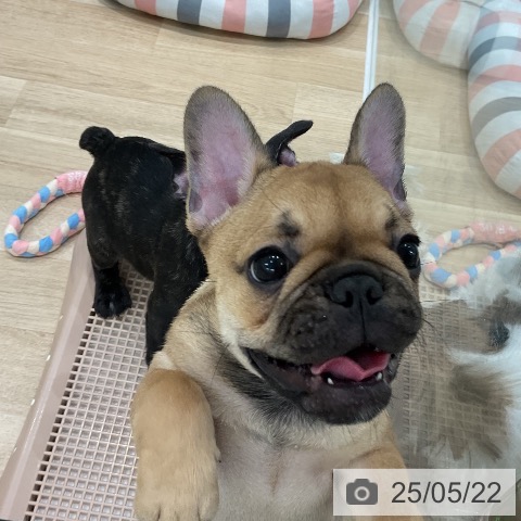 フレンチ・ブルドッグの写真