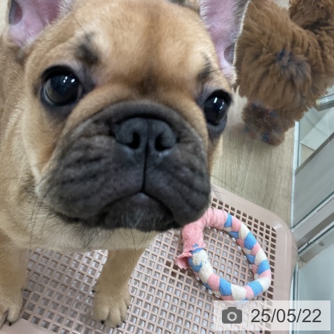 フレンチ・ブルドッグの写真