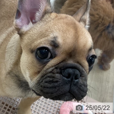 フレンチ・ブルドッグの写真