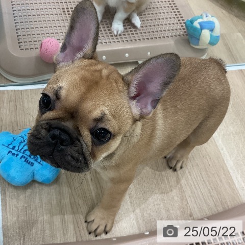 フレンチ・ブルドッグの写真