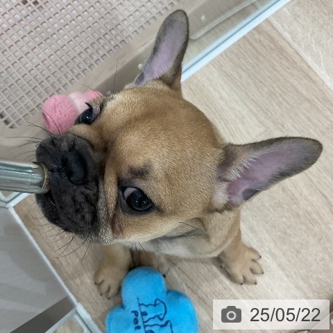 フレンチ・ブルドッグの写真