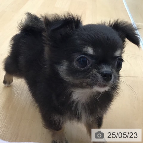 チワワの写真